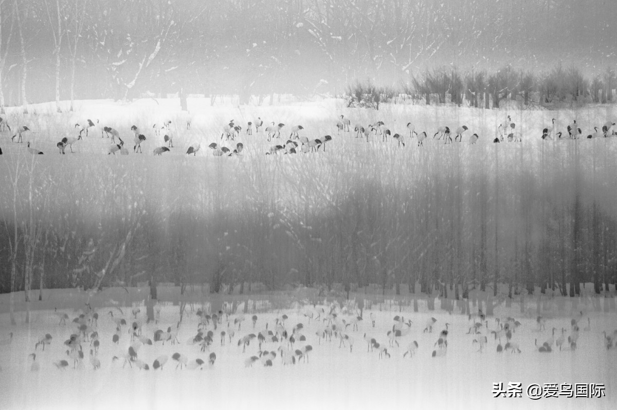 2020观鸟大年,观鸟大年完整版