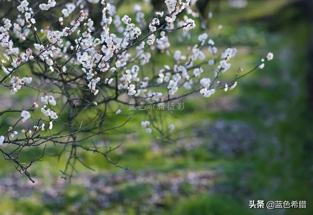 拍梅花构图技巧,梅花拍人物照姿势技巧大全