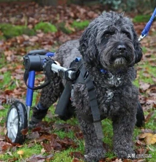 狗狗瘫痪的原因及治疗,狗狗后腿瘫痪怎么治疗最好最有效