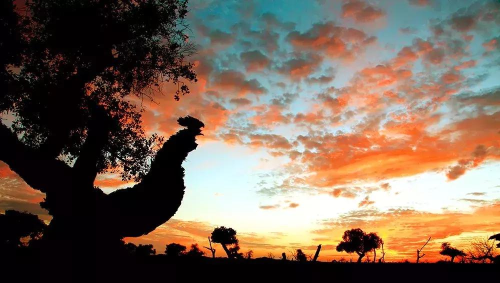 额济纳旅游自由行攻略,额济纳旗旅游最佳省钱攻略