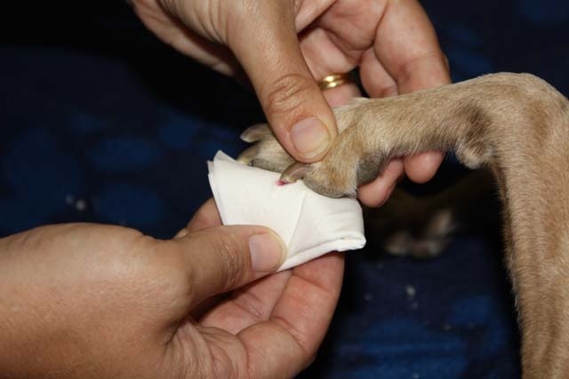 给狗狗剪指甲出血能够自愈吗,给狗狗剪指甲流血了用碘酒怎么办