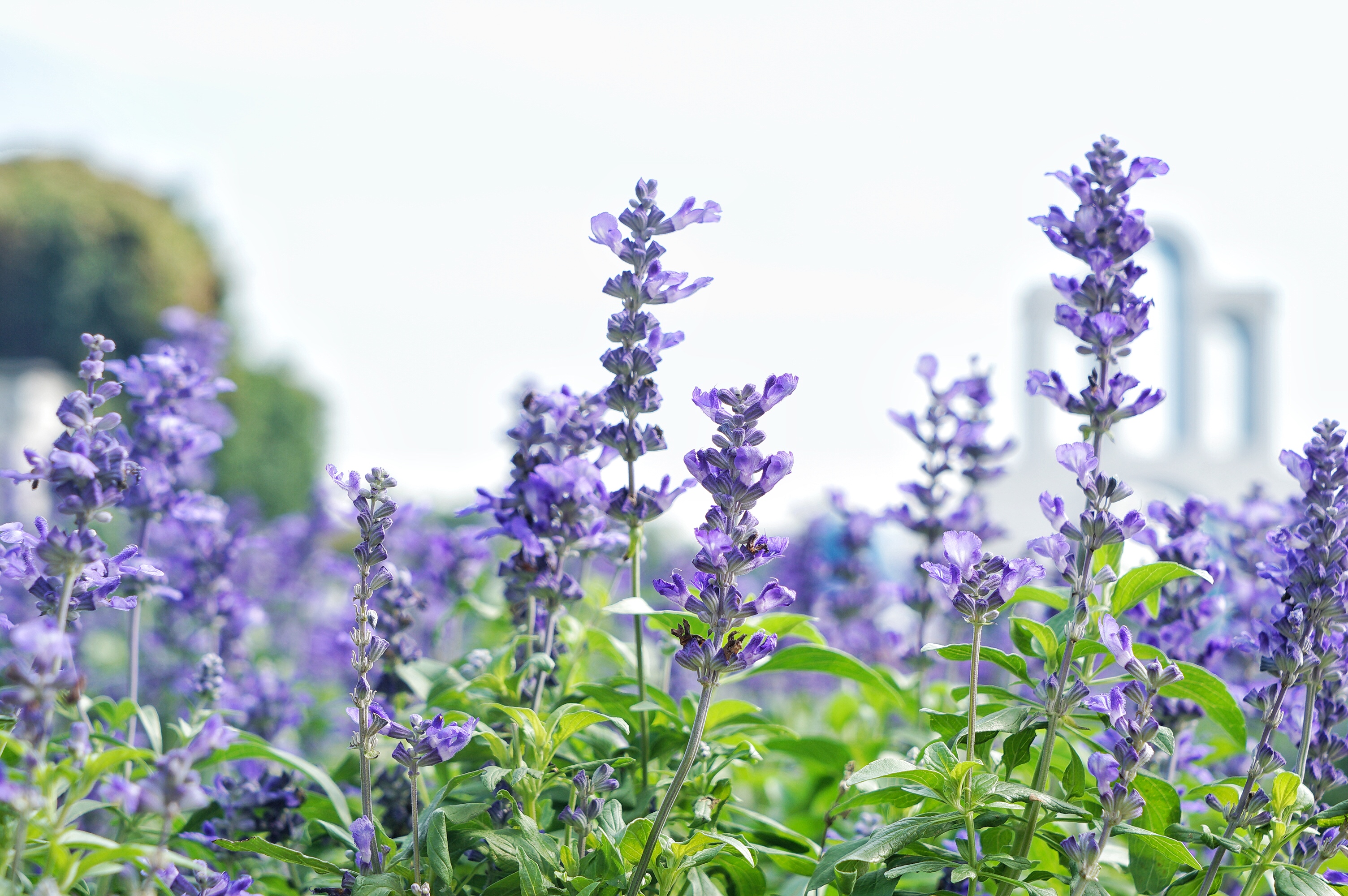 广州粉色浪漫花海,广东秋天粉色花海