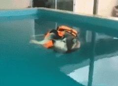 狗犬瘟后期还有救吗,我家狗这是懒到什么程度