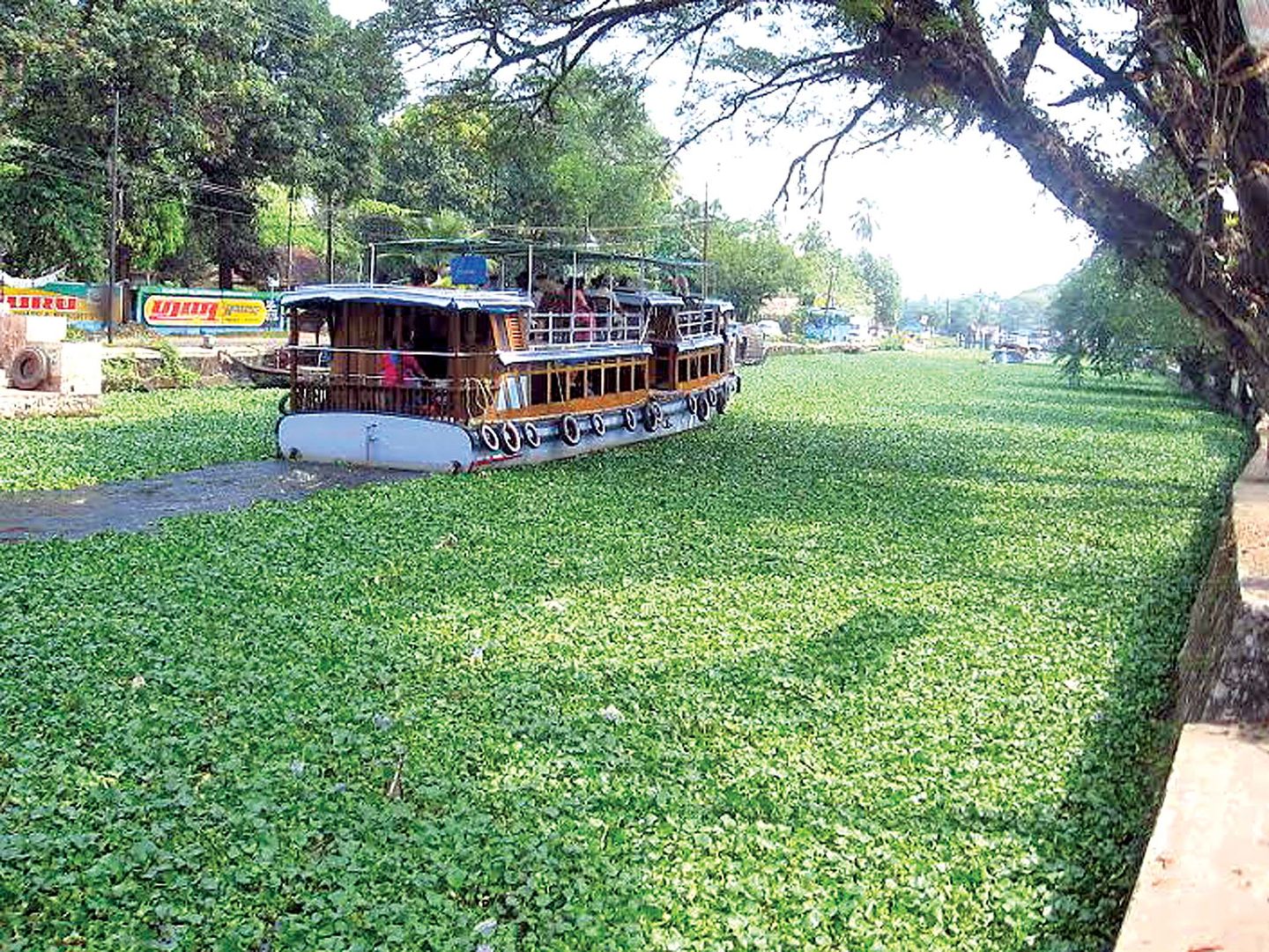 水葫芦为啥消失了,以前常见的水葫芦是否已绝迹