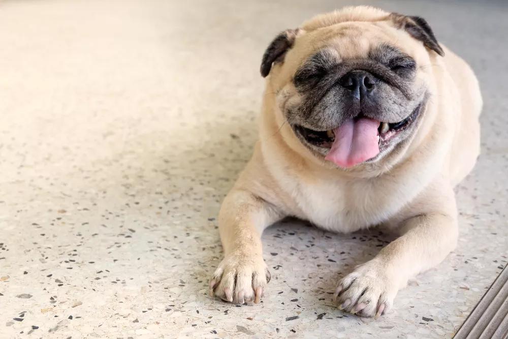 温柔狗狗视频大全,世上最既聪明又温顺的狗狗