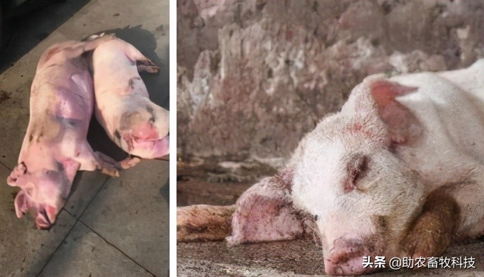 原创运用中草药防治非洲猪瘟有效吗？组方和有效防治措施分享