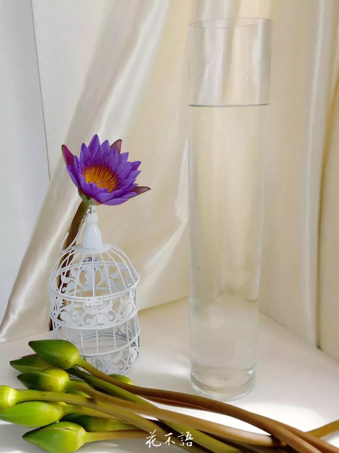 睡莲9月的养护,睡莲的养护方法文字