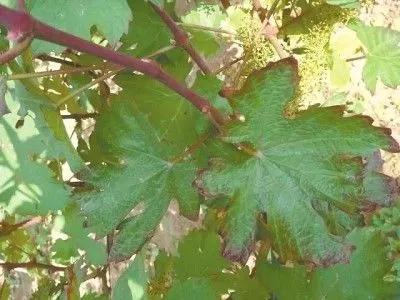 作物缺素口诀,作物营养缺素诊断与科学施肥