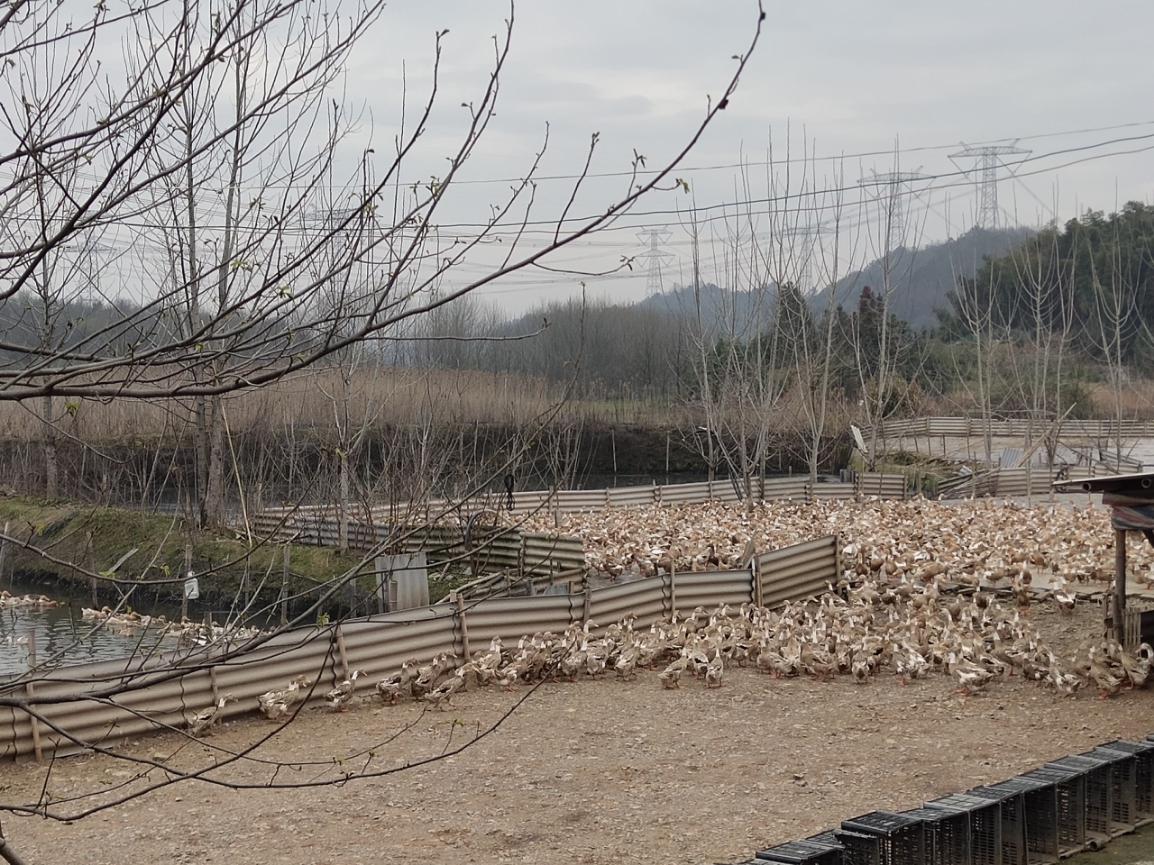 激发消费活力助力乡村振兴,推进乡村振兴展现担当作为