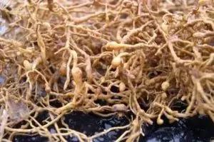 根结线虫病害及治疗方法,根结线虫危害全过程