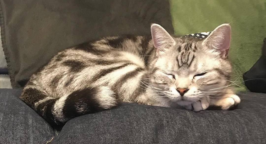 宠物母猫生产前有何反应,母猫生完崽后有点焦躁该怎么解决