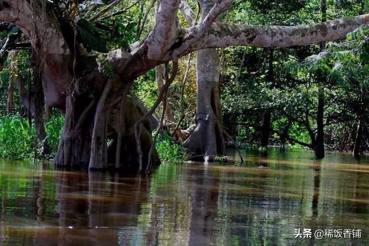 香中贵族天然海南沉香,沉香中的奢侈品