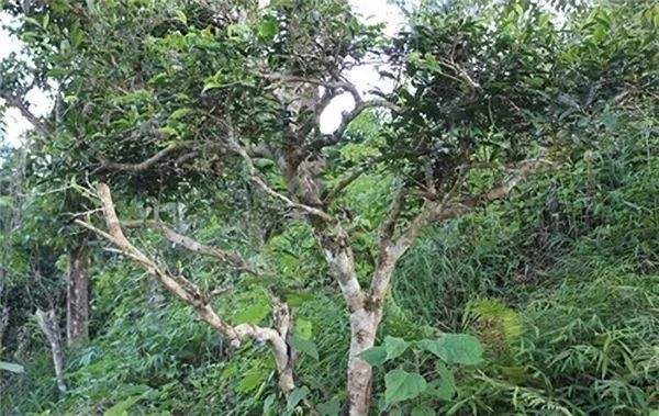 云南普洱茶区六大茶区,普洱茶茶区详细分布图