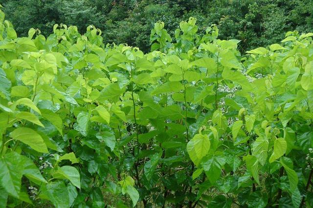 桑疫病用什么农药最好,桑疫病的防治特效药