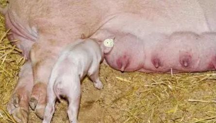 母猪乳房炎防治及措施,母猪得了乳房炎打什么针最好