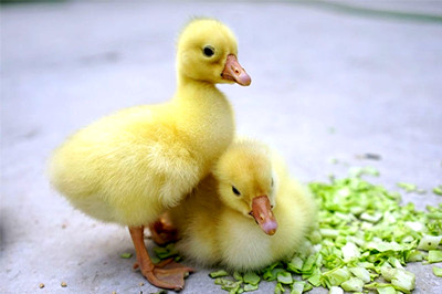 小雁鹅的饲养,雏鹅怎样饲养最好
