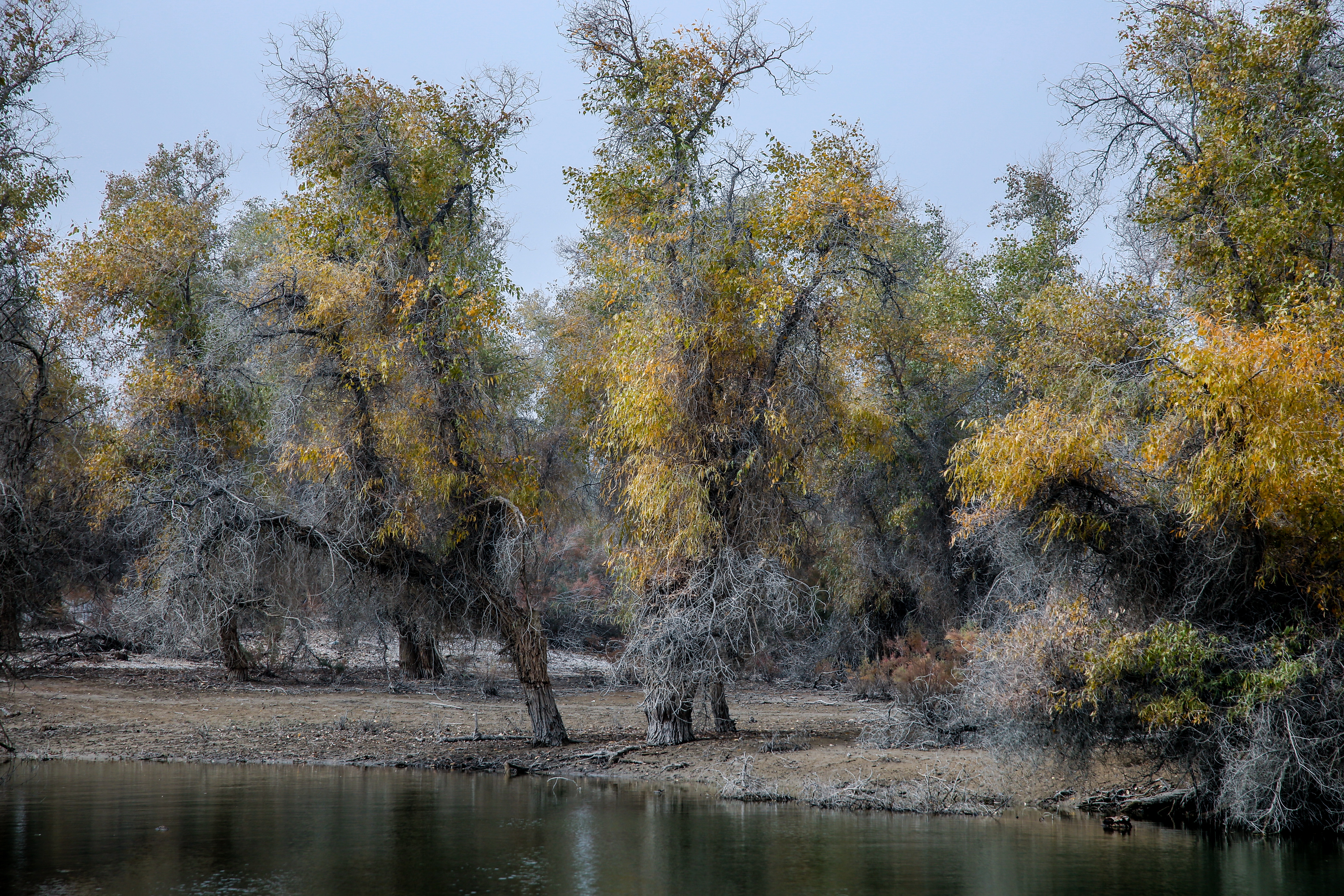 新疆南疆的胡杨,新疆沙雅胡杨林