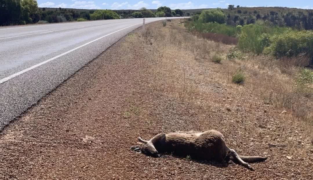 这地方是男人天堂,我们的大宝马也怕了