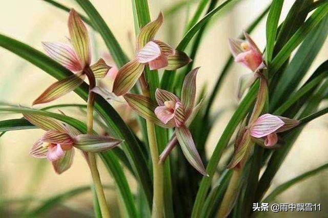 兰花怎么养才能长得旺盛,兰花怎么养才能旺盛容易开花