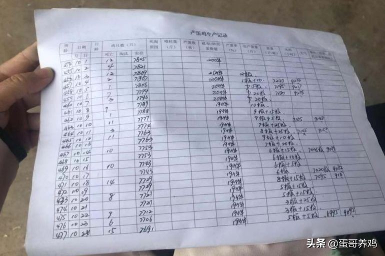 用草养鸡能节约多少饲料,养鸡如何节约饲料成本