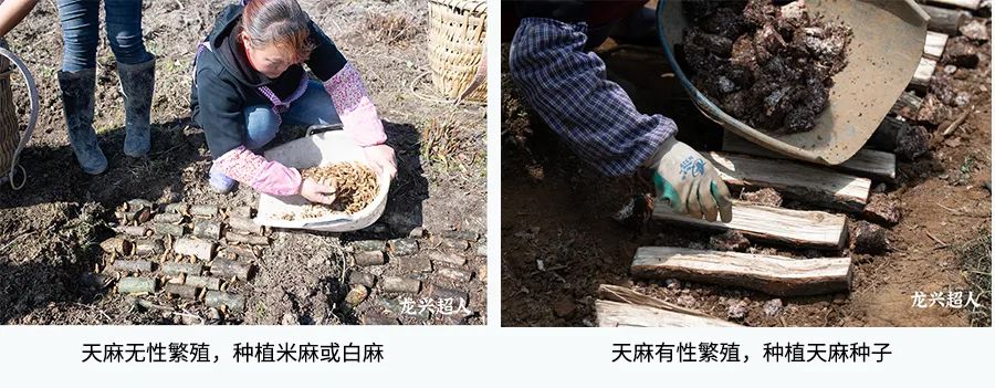 贵州道地药材天麻,道地药材天麻之乡