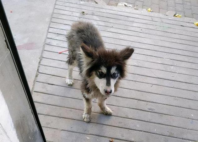 阿拉斯加挑食的解决办法