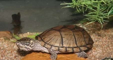 刚刚入手的龟怎么处理,买乌龟买到病龟怎么办