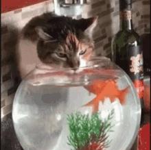 猫咪到底能不能喝矿泉水,猫咪喝自来水会结石吗