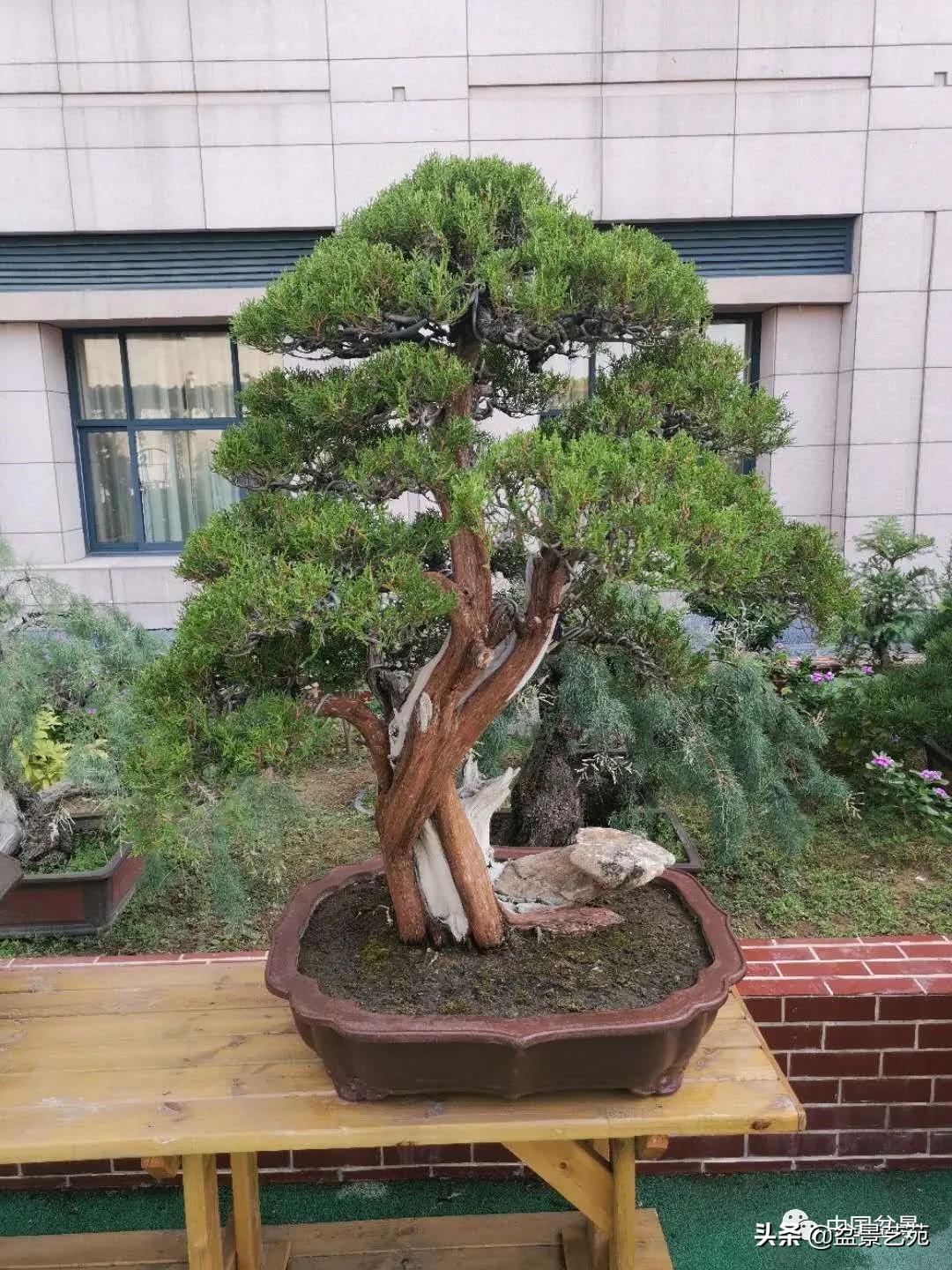 涓浗钁楀悕鐩嗘櫙澶у笀绮惧搧鐩嗘櫙,鐩嗘櫙鑹烘湳瀹跺拰鐩嗘櫙鑹烘湳澶у笀