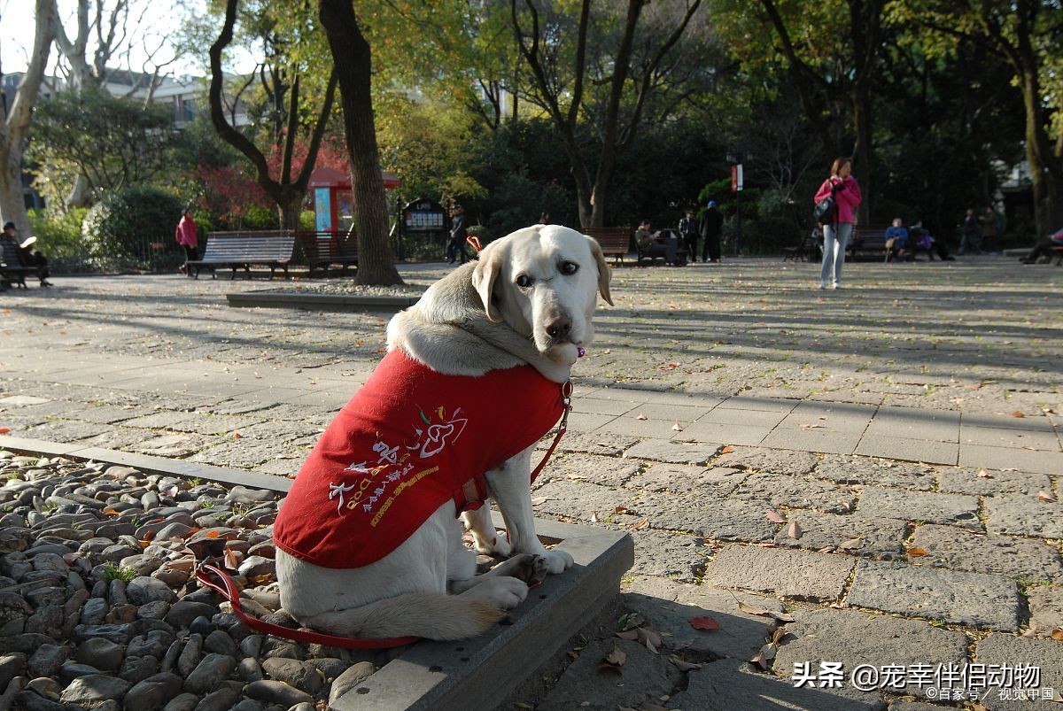 导盲犬到底有多难变成导盲犬,哪些品种的狗狗可以当导盲犬