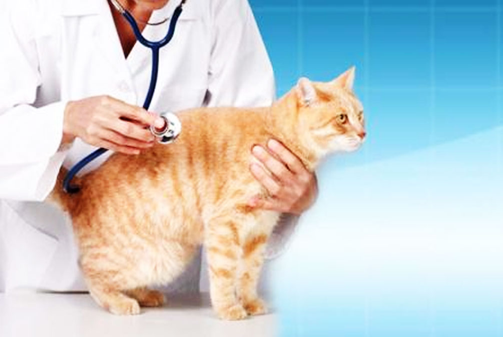 猫咪常见的几种疾病铲屎官必看,猫爪冰凉是怎么回事