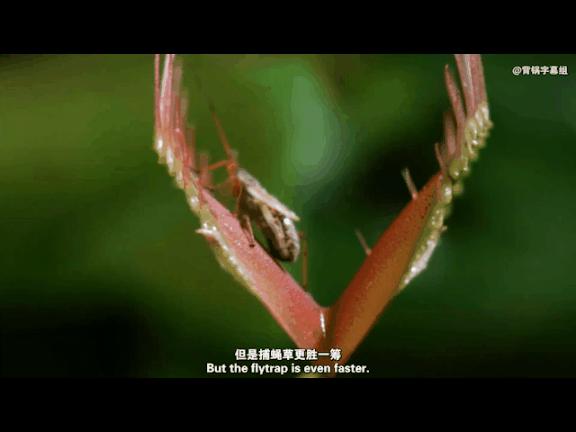 哪些植物可以打败满屏的普通僵尸,哪些植物秒杀小型僵尸