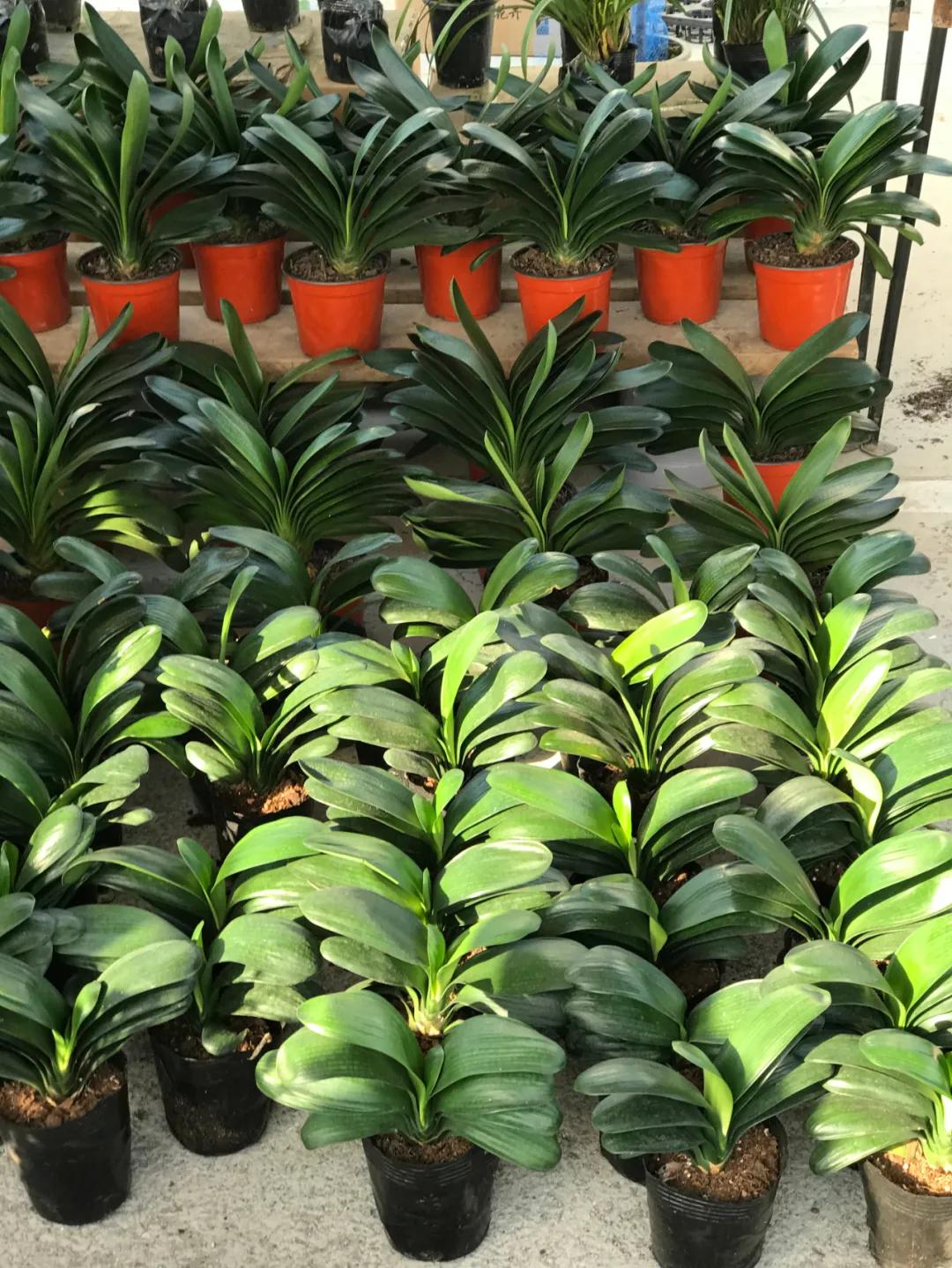 周边最便宜的大集在哪里,10元一两的大集