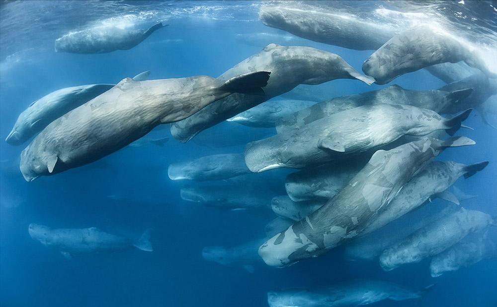 美国大型捕鲸的真实事件,抹香鲸有多濒危
