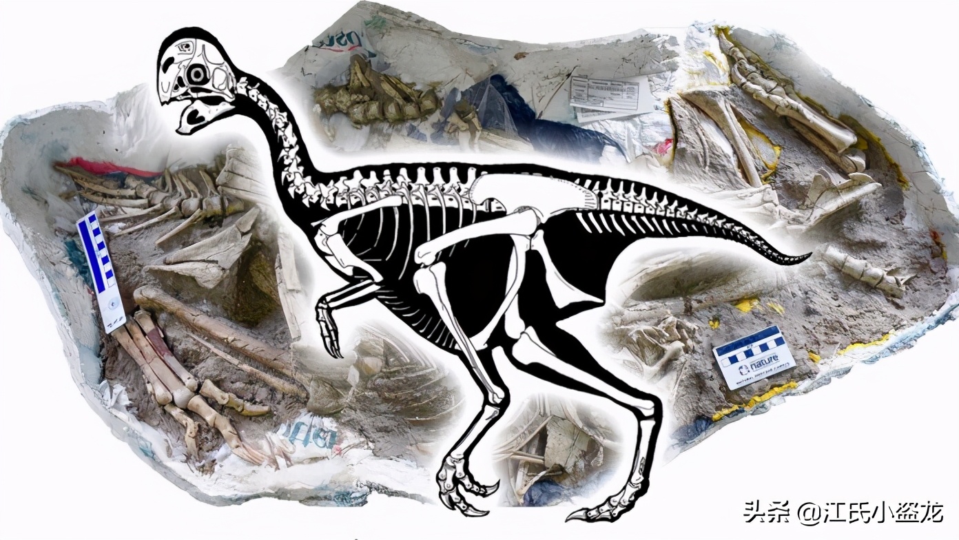 古生物时代有多少种恐龙,人类已经发现了多少恐龙种类
