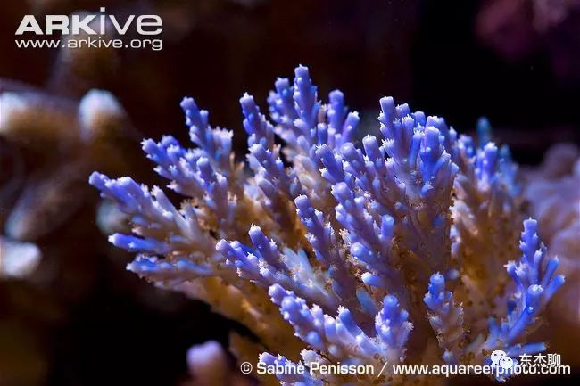 lps和sps可以一起养吗,哪些lps适合新手养