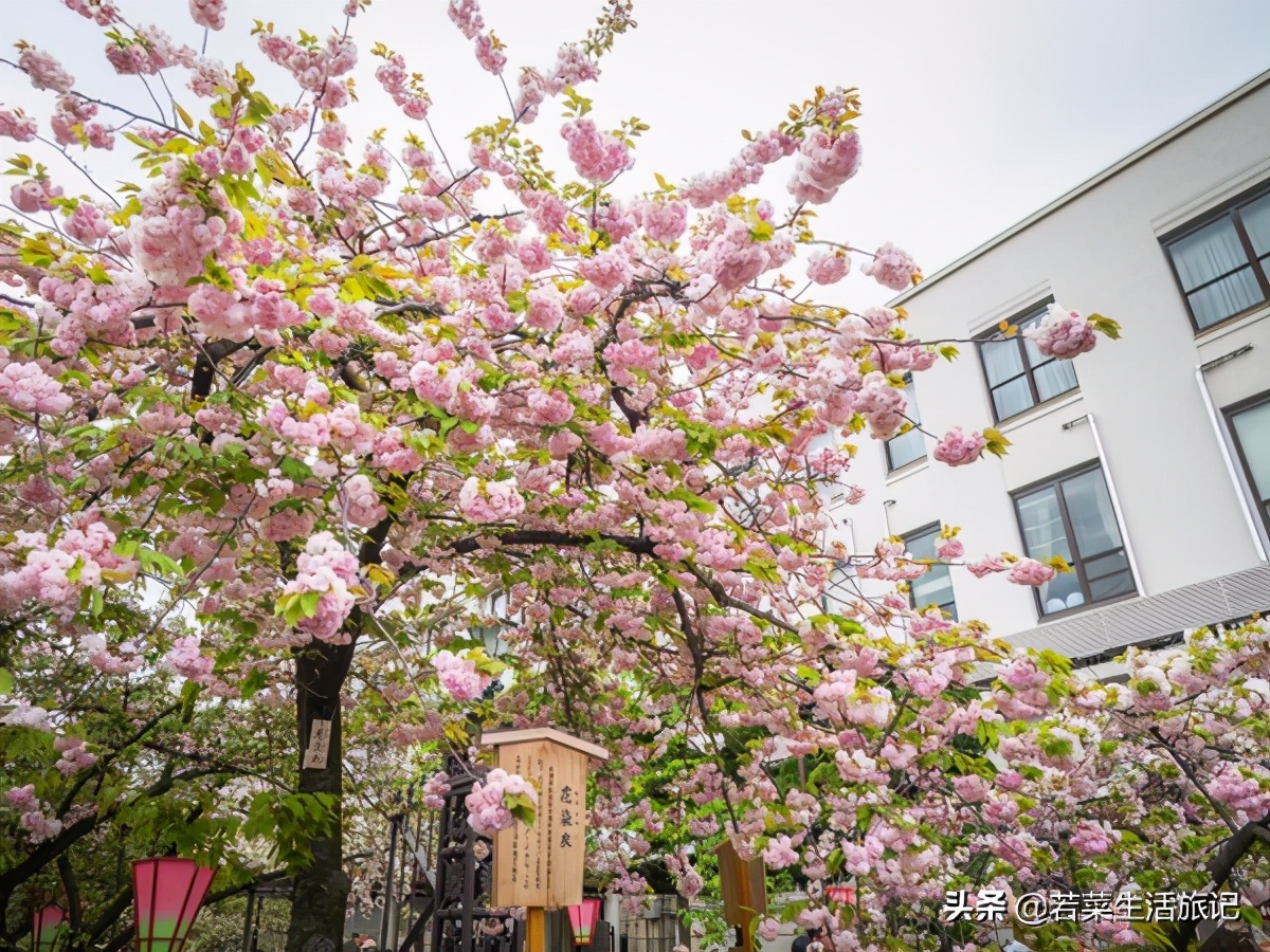 大阪旅游自由行详细攻略,大阪旅游攻略自由行攻略