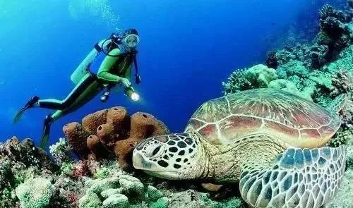 全球top是什么意思啊,全球top的作品