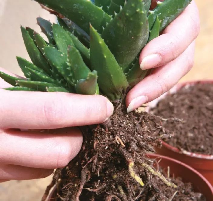 大盆适合种植芦荟,养好一盆芦荟其实很简单