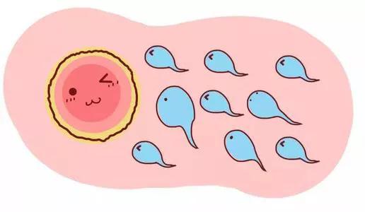 天呐!促卵泡生成素过高还会影响怀孕,多少才是正常?