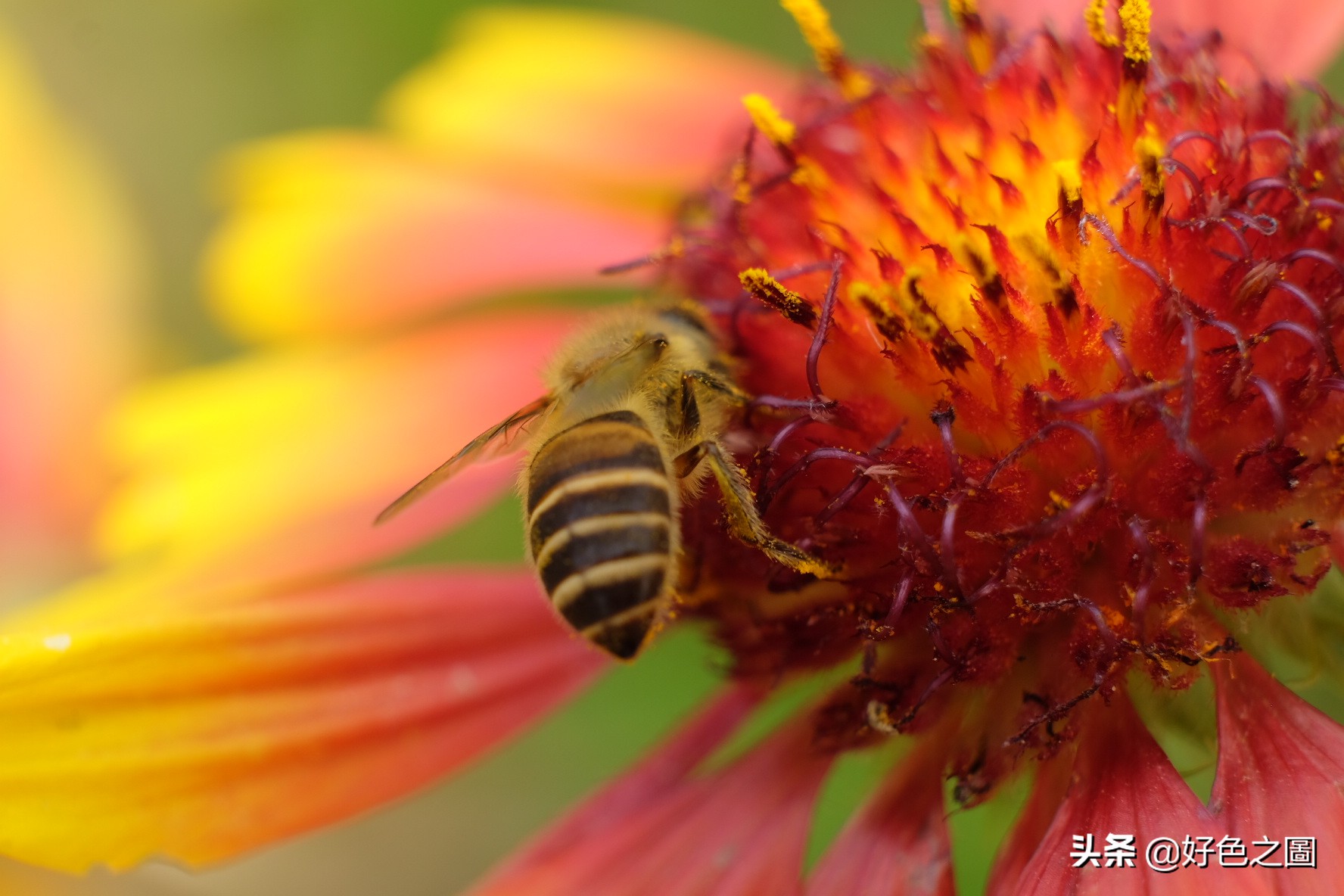 最好的微距拍摄方法,微距摄影环