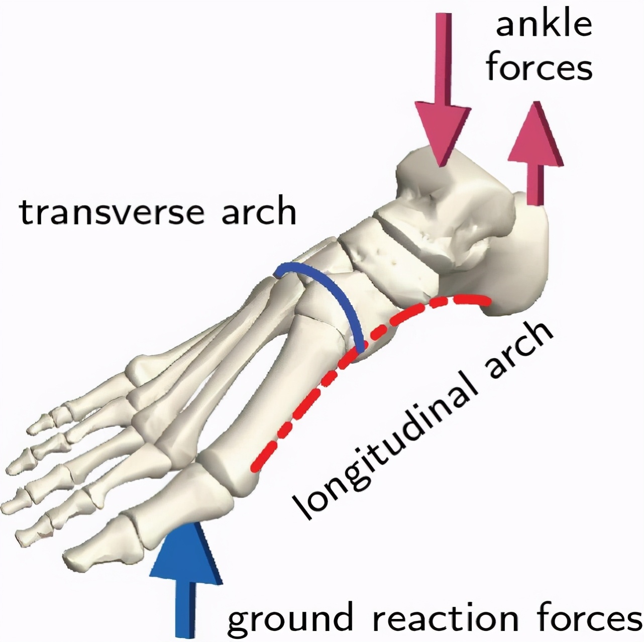 脚底长茧子什么原因,你知道你的脚为什么会麻吗