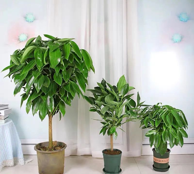 平安树冬季养护的正确方法,养平安树的小窍门