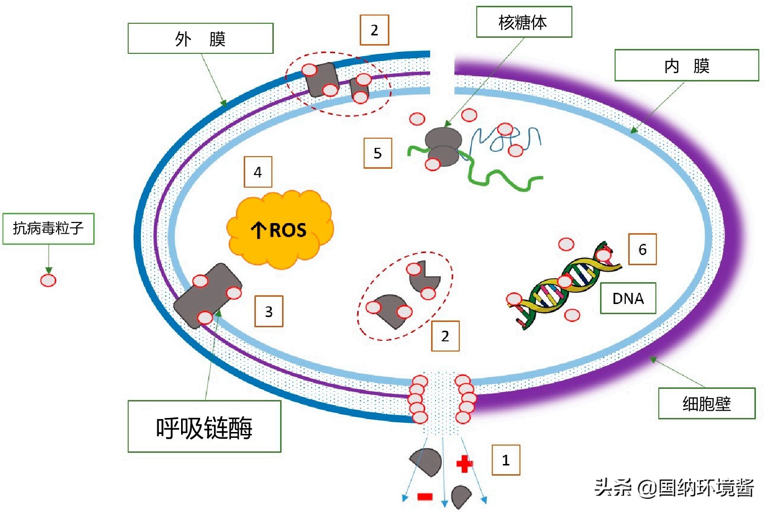 国内唯一一款杀新冠病毒的产品,高效灭杀新冠病毒面料问世