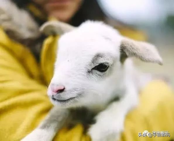 20张动物照片,宝宝萌照动物图片