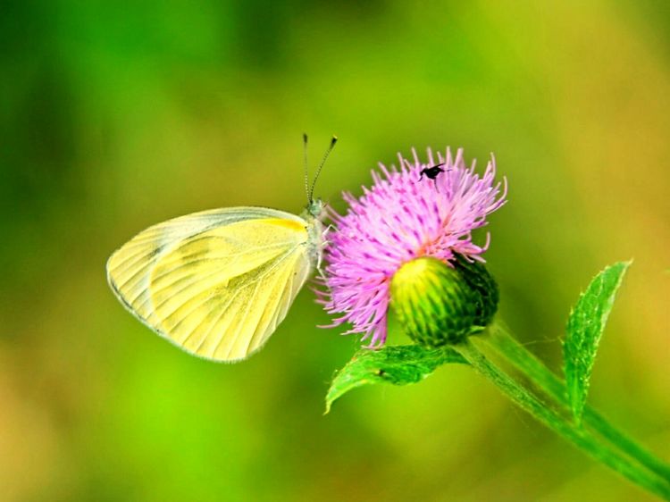 原创蝴蝶恋花,蝶恋花蝴蝶原唱