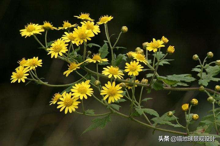农村常见的野花野草哪些是能吃的,儿时在农村最常见的野花野草