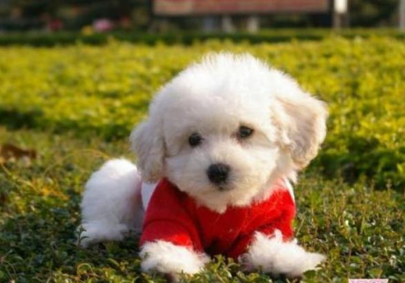 如何养好一只比熊犬这5点很关键,超小体比熊犬智商会不会差点