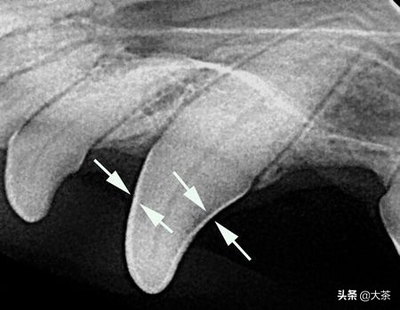 猫咪的牙齿断了一截有红点,猫咪牙齿断了一截怎么办