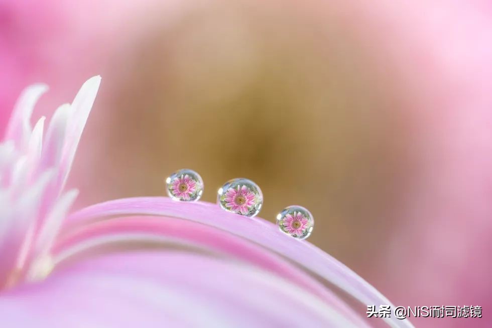 微距摄影蚂蚁,蚂蚁微距100倍镜头